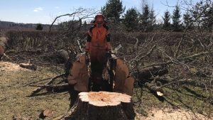 Puude langetamine