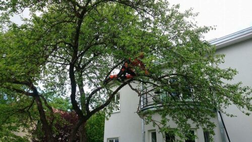 Viljapuude õunapuude lõikamine hooldus Tartus Tartumaal