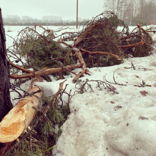 Lumekahjustused harilikul männil Arborist Tartus Janek Pabor Vikatimees OÜ