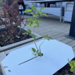 heinatõke vikatimees