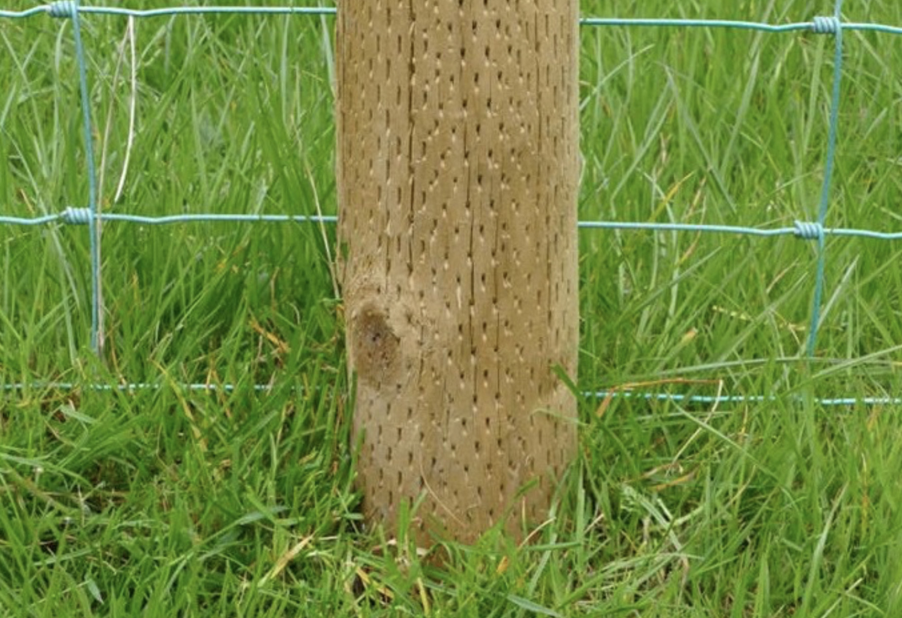 aiapostid vikatimees arborist puude hooldus viljandis